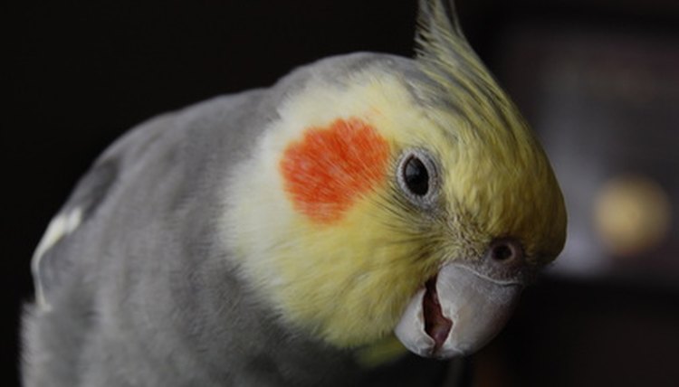 Cockatiel Karma image by Kit from Fotolia.com