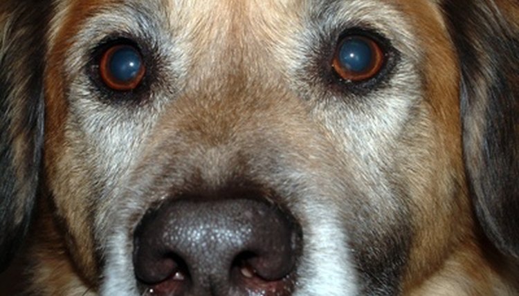 Dogs face image by adrian stones from Fotolia.com