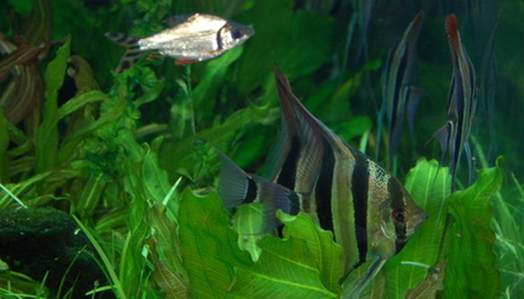 tropical fish image by kenny woodruff from Fotolia.com