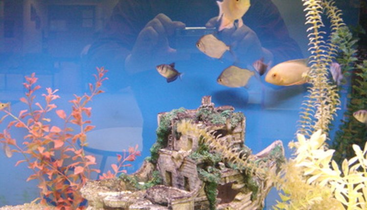 fish tank image by Tammy Mobley from Fotolia.com