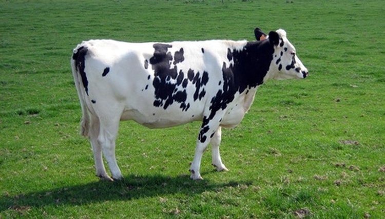 cow. cow in farm/field image by L. Shat from Fotolia.com