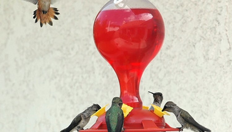 5 hummingbirds at a feeder image by Clarence Alford from Fotolia.com