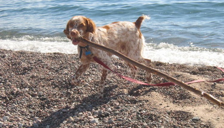 dog carrying stick on beach brittany pet water roc image by Paul Retherford from Fotolia.com