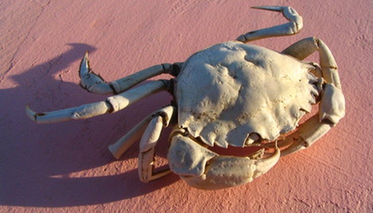 crab image by Vaclav Janousek from Fotolia.com