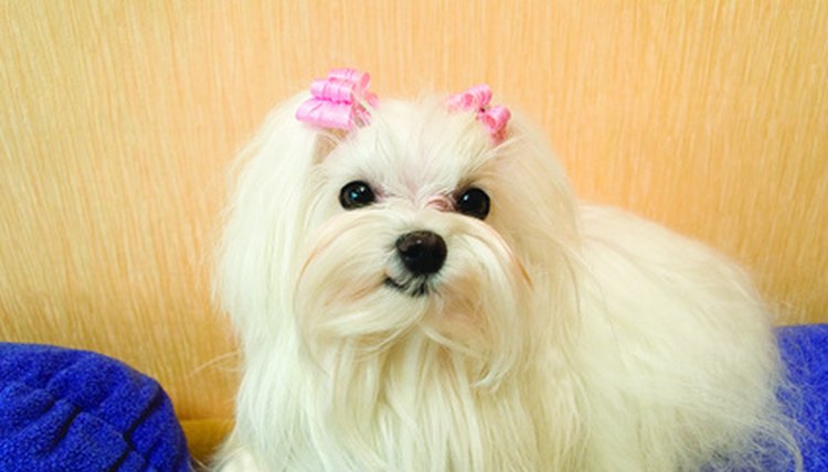 Funny doggie image by Alina Chiannie from Fotolia.com
