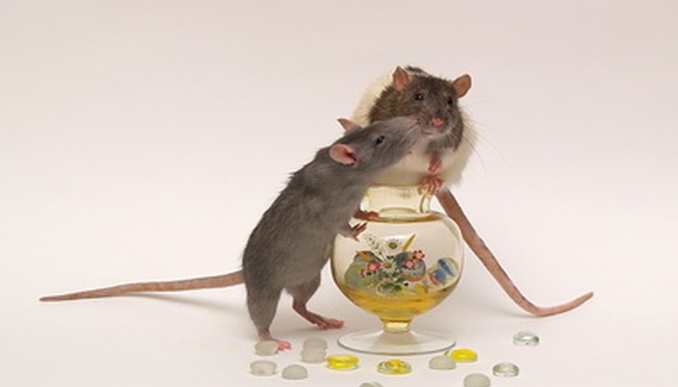 kiss of rats image by Olga Barbakadze from Fotolia.com