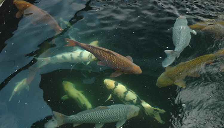 koi in the water image by Chong Ching Hooi from Fotolia.com