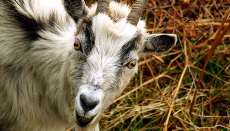 goat image by Harvey Hudson from Fotolia.com