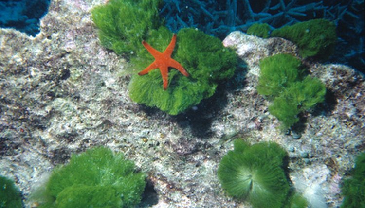 starfish image by Christopher Meder from Fotolia.com