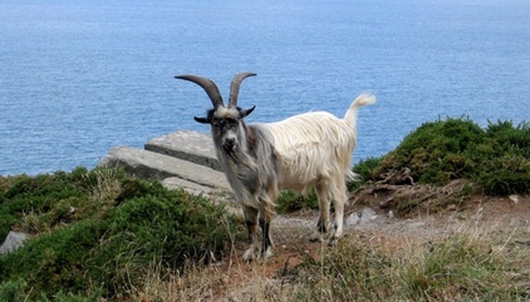 wild goat image by Gudellaphoto from Fotolia.com