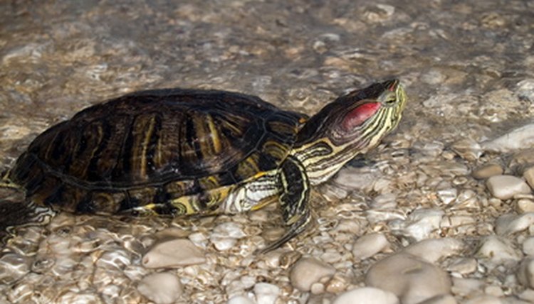 turtle image by Stjepan Banovic from Fotolia.com