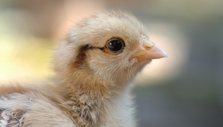chicken image by saied shahinkiya from Fotolia.com