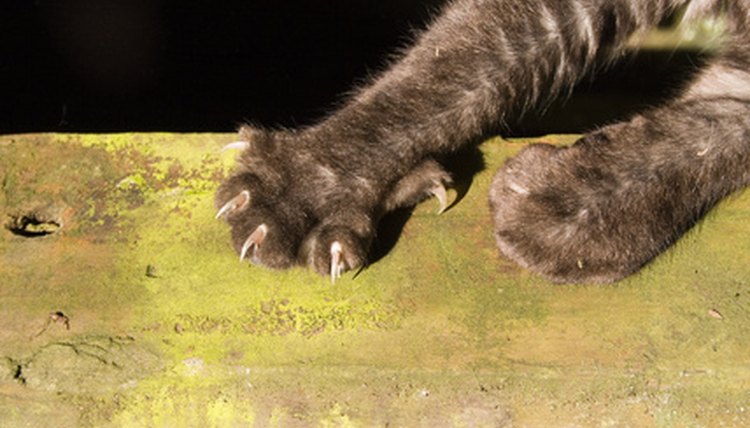 claws image by Undy from Fotolia.com