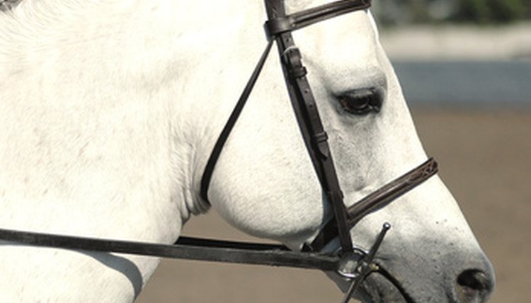 pony22 image by Clarence Alford from Fotolia.com