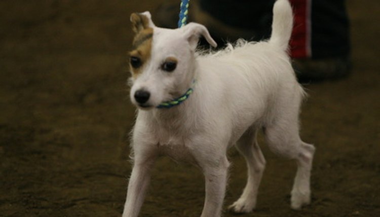 dog show image by Earl Robbins from Fotolia.com