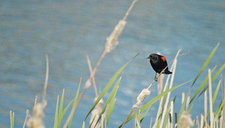 Redwing Blackbird image by Diana Jex from Fotolia.com