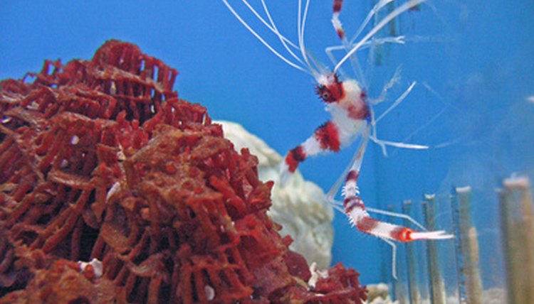 shrimp image by pearlguy from Fotolia.com