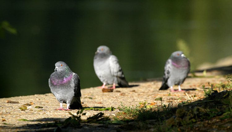 pigeons image by AlexQ from Fotolia.com