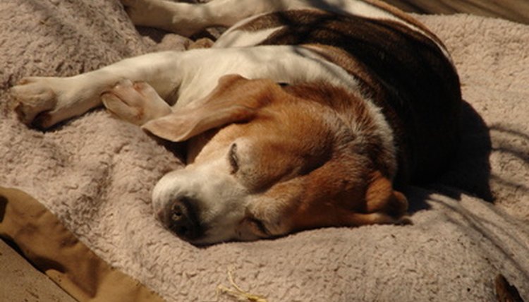 dog image by Trav from Fotolia.com