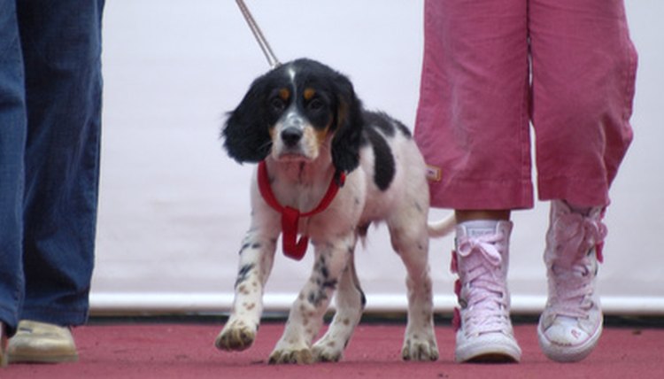 dogs parade image by apeschi from Fotolia.com