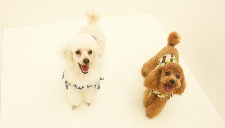 Pet dog Poodle image by カールクン from Fotolia.com