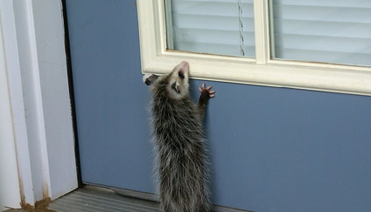 opossum peeking-rb image by Tijara Images from Fotolia.com