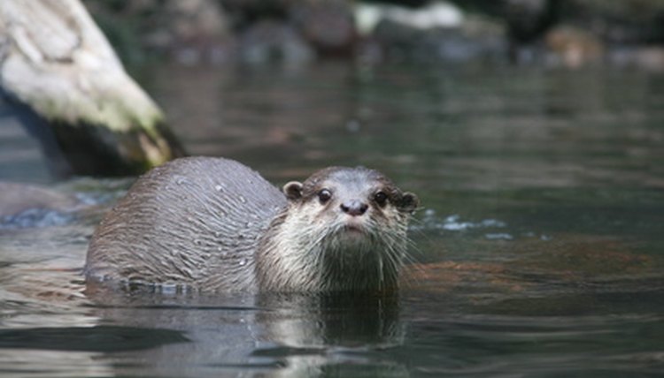 otter image by Darren Ager from Fotolia.com
