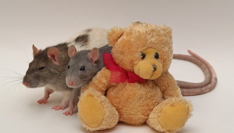 rats with a bear image by Olga Barbakadze from Fotolia.com
