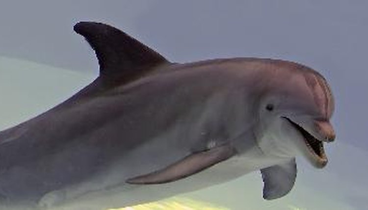 dolphin Tursiops truncatus (bottlenosed dolphin) image by agno_agnus from Fotolia.com