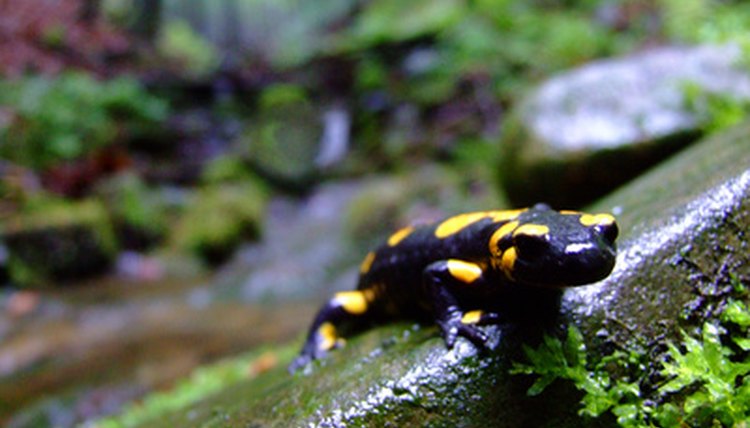 How to Hatch Salamander Eggs | Animals - mom.me