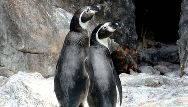 penguin image by Tijara Images from Fotolia.com