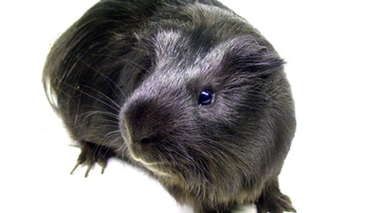 guinea-pig image by Danil Kashirskj from Fotolia.com