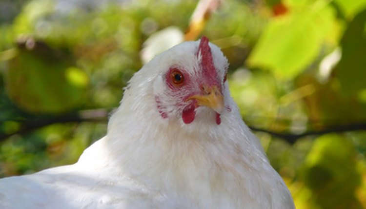the hen on freedom image by Yuriy Poznukhov from Fotolia.com