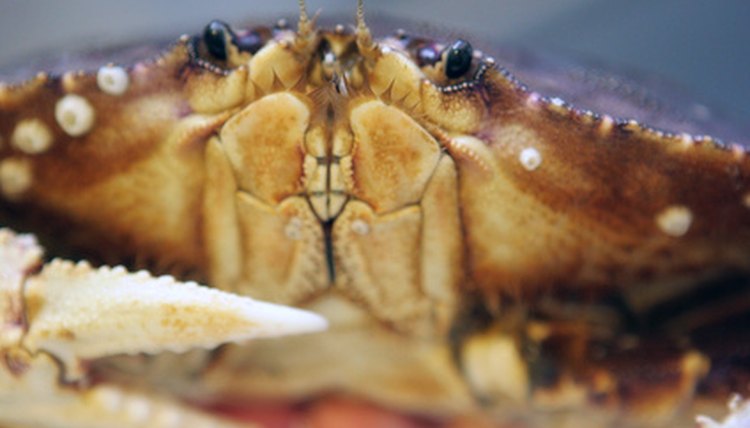 dungeness crab image by Mat Hayward from Fotolia.com