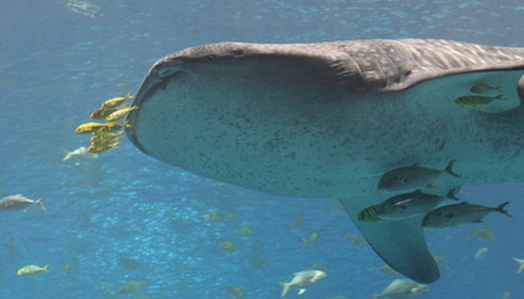 whale shark image by Earl Robbins from Fotolia.com
