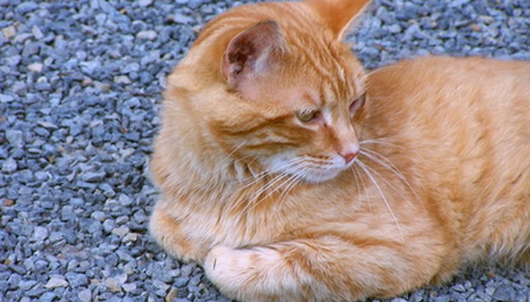 new-york-state-stray-cat-laws-animals-mom-me