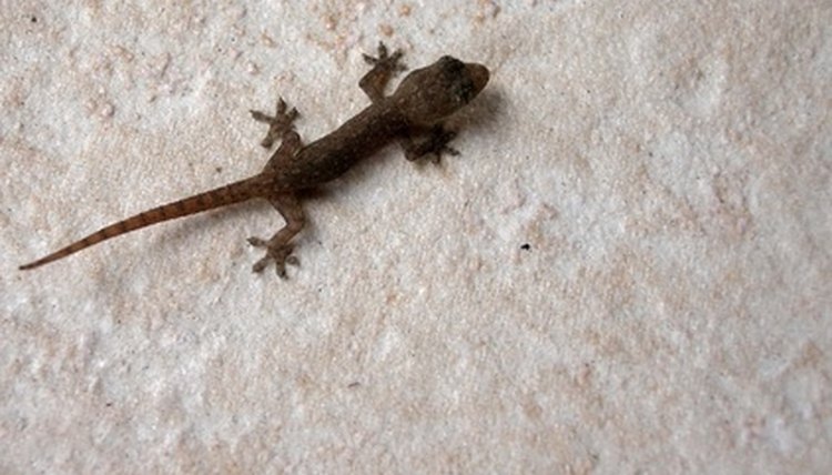 gecko image by Maria Bell from Fotolia.com