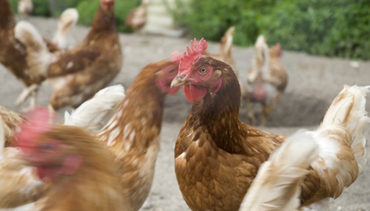 many chickens on the farm image by Ivonne Wierink from Fotolia.com