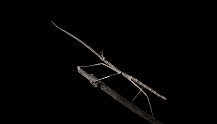 stick insect image by vladislav susoy from Fotolia.com