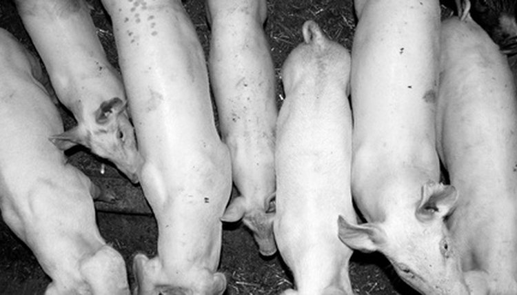 pigs image by Zbigniew Nowak from Fotolia.com