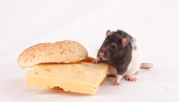 the rat on the cheese sandwich image by Oleg Sviridov from Fotolia.com
