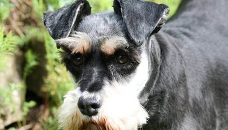 miniature schnauzer image by Alison Bowden from Fotolia.com