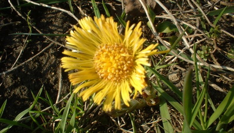 dandelion image by Katarzyna Szura from Fotolia.com