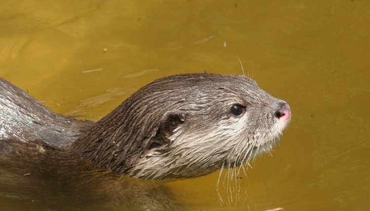 asian river otter image by Earl Robbins from Fotolia.com