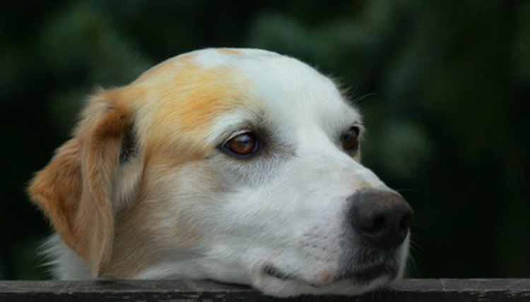 Dog image by Jan Zajc from Fotolia.com