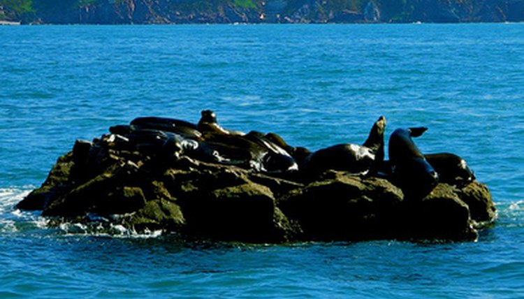 seals in mexico image by Daniel Balluff from Fotolia.com