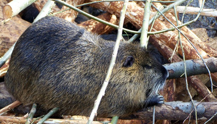 beaver image by btanne from Fotolia.com