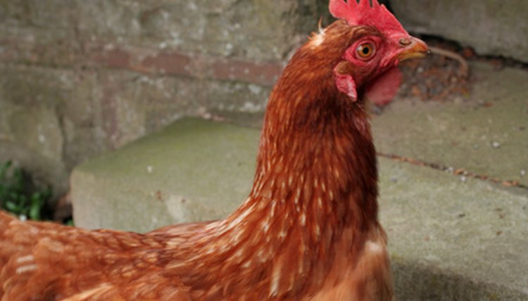 domestic hen image by hazel proudlove from Fotolia.com