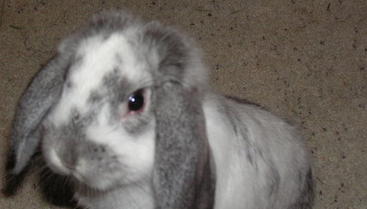 begging rascally rabbit image by Rheamy Higgins from Fotolia.com