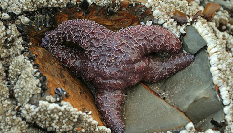 purple starfish image by Carbonbrain from Fotolia.com